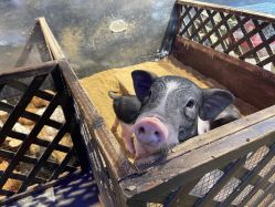 -酷嗒动物文化乐园(cutezoo西溪乐天城店)