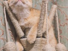 -东方名猫馆·英短金渐层布偶猫舍(环线广场1号楼店)