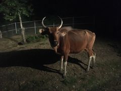 -清迈夜间动物园