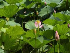 -洪湖生态旅游区