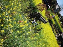 -桑洲油菜花景区