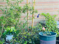 -小茶闲舍·观景商务茶馆(广州塔店)