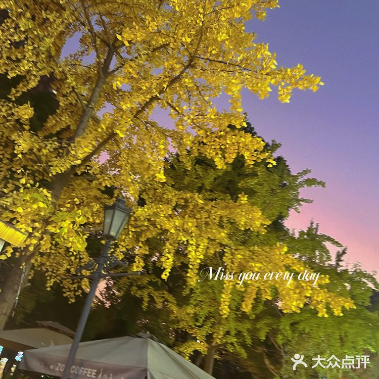 沿着银杏走来吃烤肉