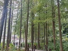 -重庆彩云湖湿地公园