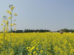 -光明小镇欢乐田园
