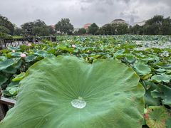 -晓港公园