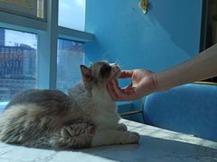 -遇见羊驼·奶狗咖·布偶猫咖·法斗柯基柴犬阿拉斯加(春熙路太古里IFS店)