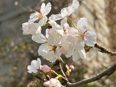 -高东镇樱花园
