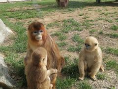 -大连森林动物园