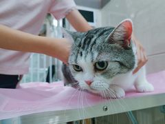 -北京观赏动物医院·24小时大型综合·猫专科·异宠专科