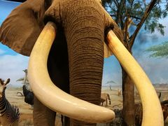 -陕西自然博物馆