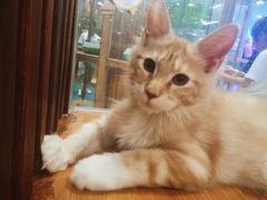 -龟与熊猫宠物公园(南坪店)