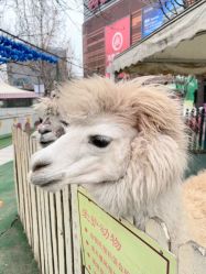 -萌宠亲子动物乐园(槐房万达店)