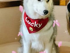 -Husky Go! 哈士奇体验馆·宠物咖啡厅狗咖