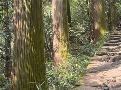 -天目山大树王景区