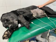 -北京赛佳动物医院