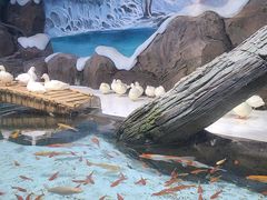 -海合安青岛极地海洋公园