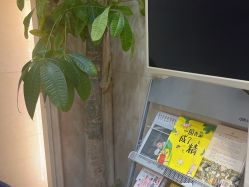 -碧莲盛·不剃发植发