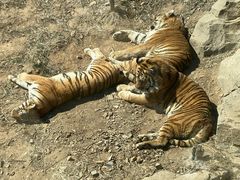 -大连森林动物园