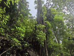 -西双版纳原始森林公园