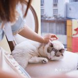 南宁有趣小店·喵庄园