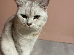 -猫儿山۰猫主题餐厅