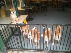 -柴源莊·柴小宠柴犬咖啡