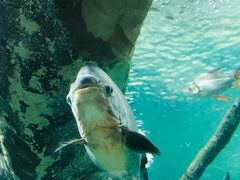 -上海海洋水族馆