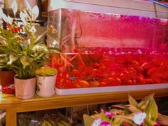 -循礼门鲜花花市(武汉循礼门店)