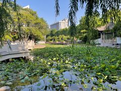 -莲湖公园