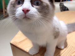 -藏猫猫咖啡主题馆(中央大道店)