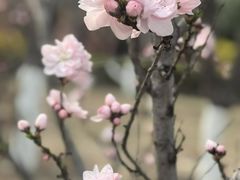 -桃花堤公园