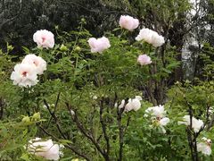 -洛阳市隋唐城遗址植物园