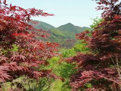 -四明山国家森林公园