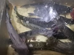 -金三可市井水煮鱼(金碧园店)