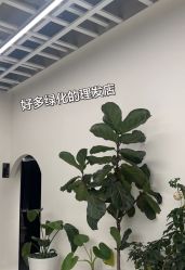 -蚂蚁造型俱乐部