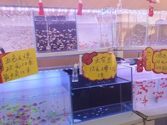 -中环花鸟鱼虫市场