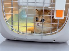 -宠物星动物医院·眼科·异宠·猫科(江南大道总院)