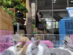 -苏州市皮市街花鸟工艺品市场