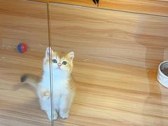 -猫十亿·布偶金渐层·曼基康矮脚猫舍(青年路店)
