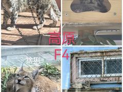 -青藏高原野生动物园