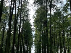 -渌洋湖湿地公园