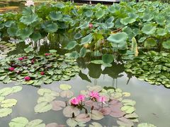 -国家植物园南园