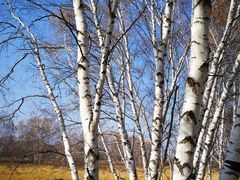 -塞罕坝国家级自然保护区