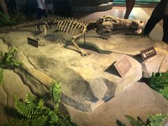 -自贡恐龙博物馆