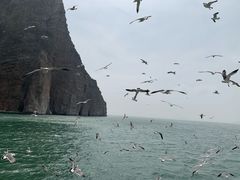 -长岛万鸟岛