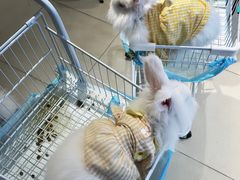 -怪兽屋·羊驼·猫咖·狗咖(俊华广场店)