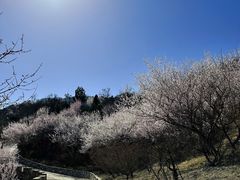 -北京西山国家森林公园