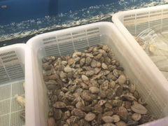 海鲜-海柜涮烤一体自助餐厅(金鹰店)
