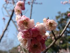 -无锡梅园公园